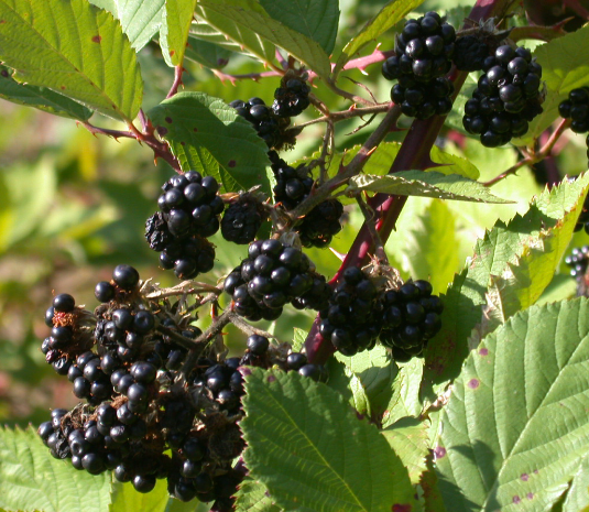 A close up picture of a blackberry fine and ripe berries. 