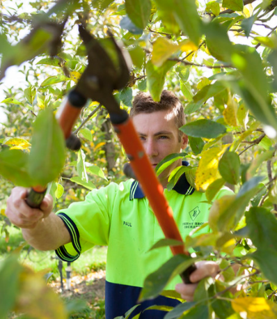 A young white man in a bright green polo shirt with navy blue trim is surrounded by tree branches. A large lopper is being use to cut off a small branch. 